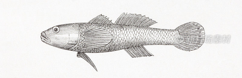 猴鰕虎鱼(Neogobius fluviatilis)古董雕刻